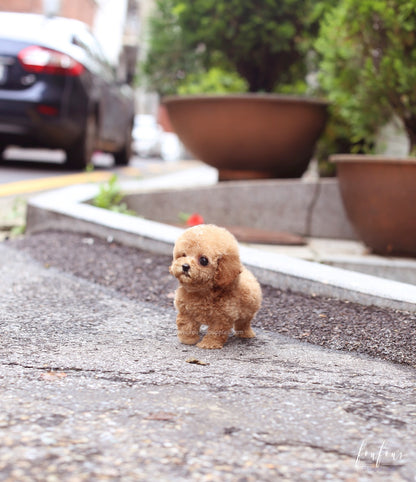 BouBou - Poodle M.