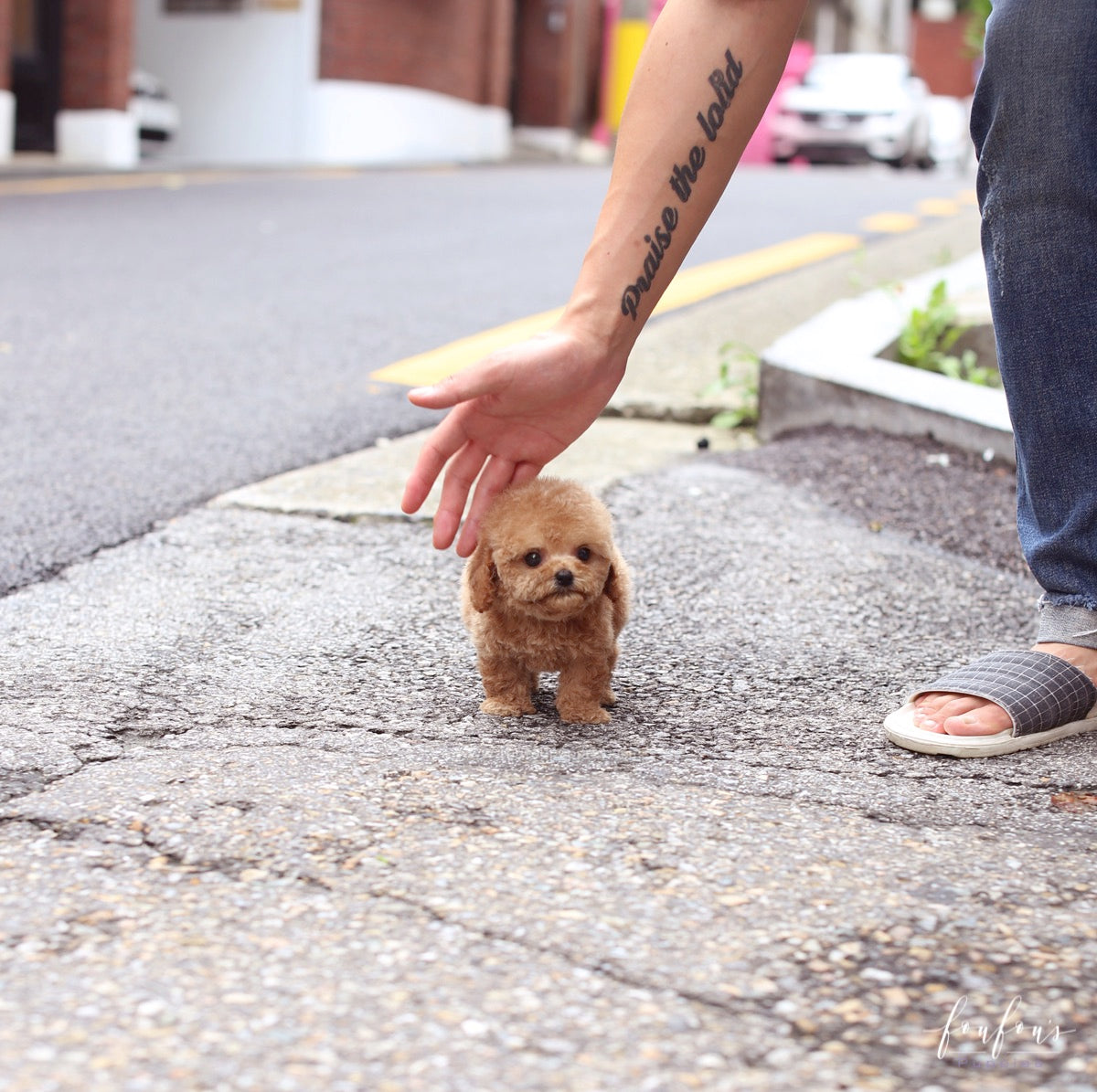 BouBou - Poodle M.