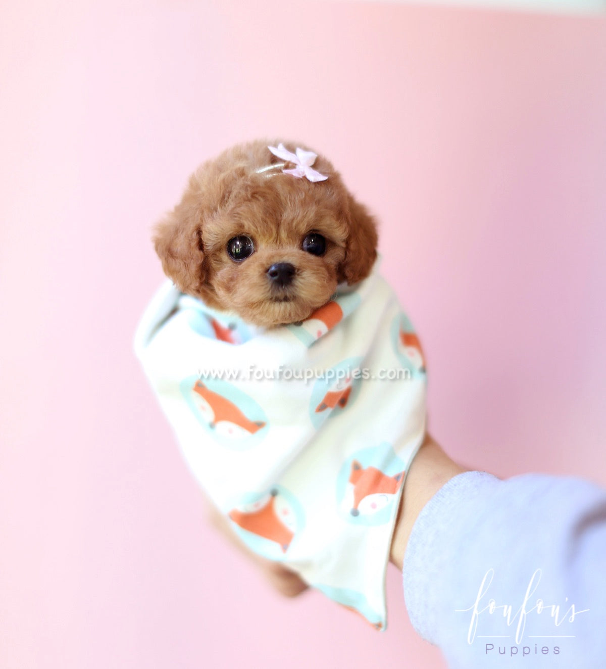 Rose - Poodle F.