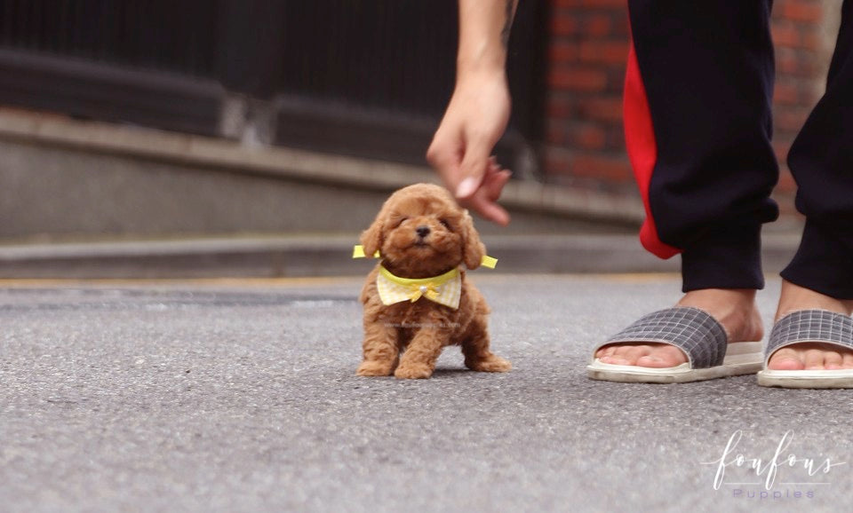 Toby - Poodle M.