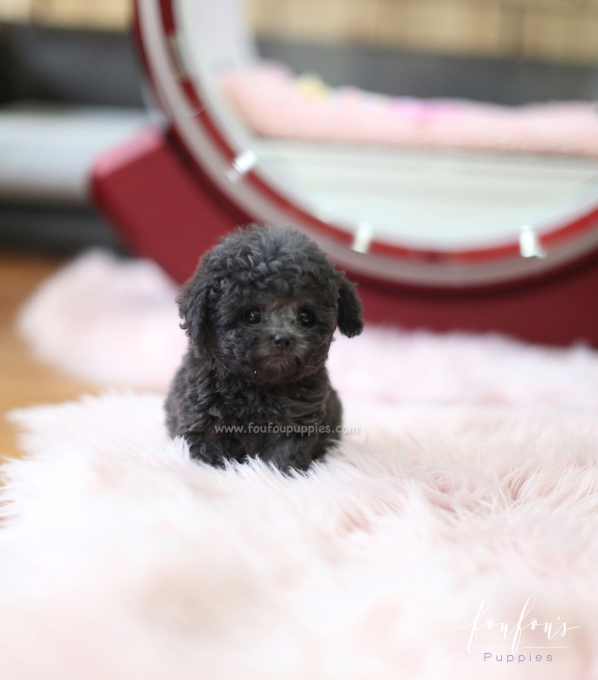 Truffles - Poodle M.