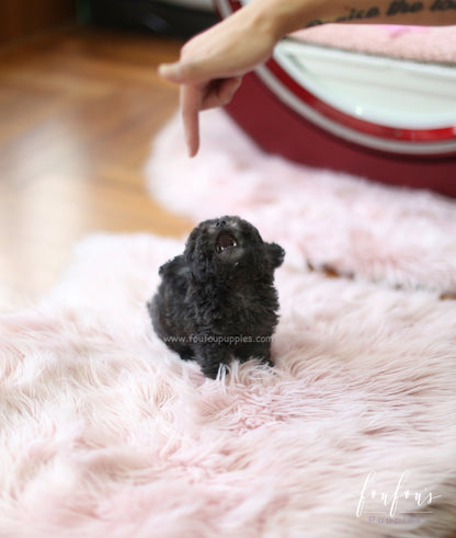 Truffles - Poodle M.