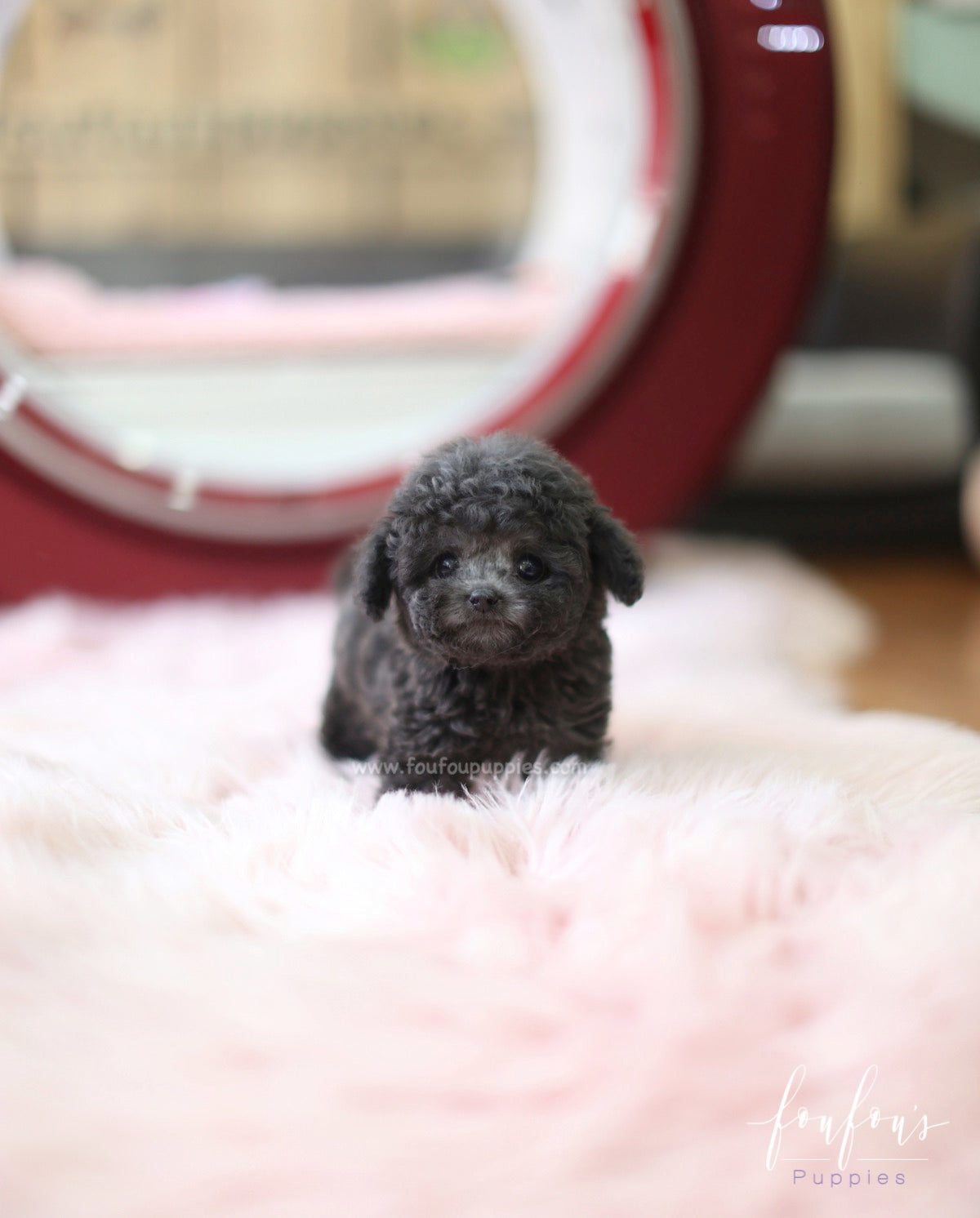 Truffles - Poodle M.