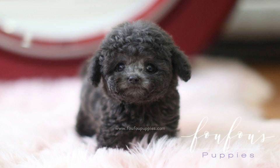 Truffles - Poodle M.