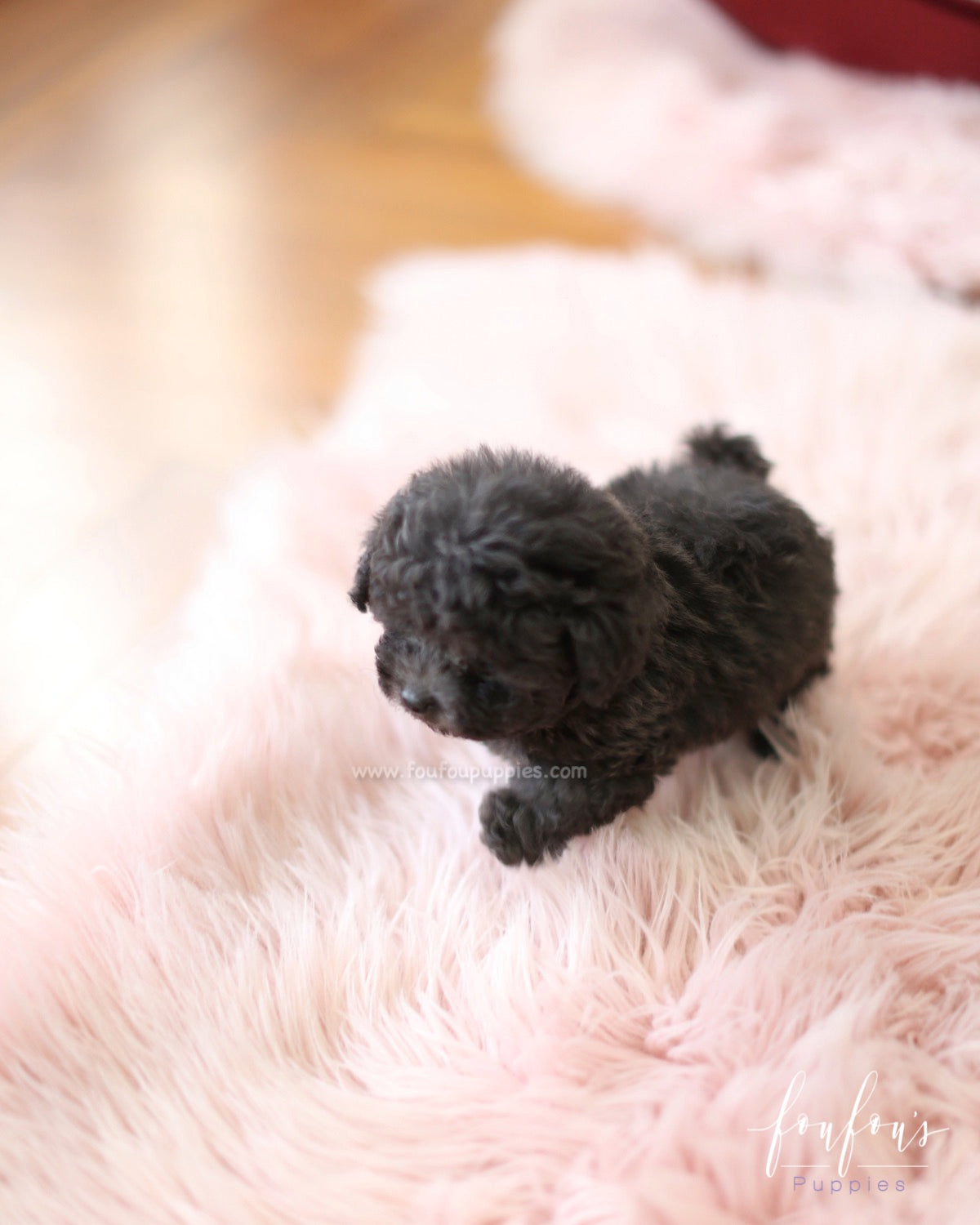 Truffles - Poodle M.