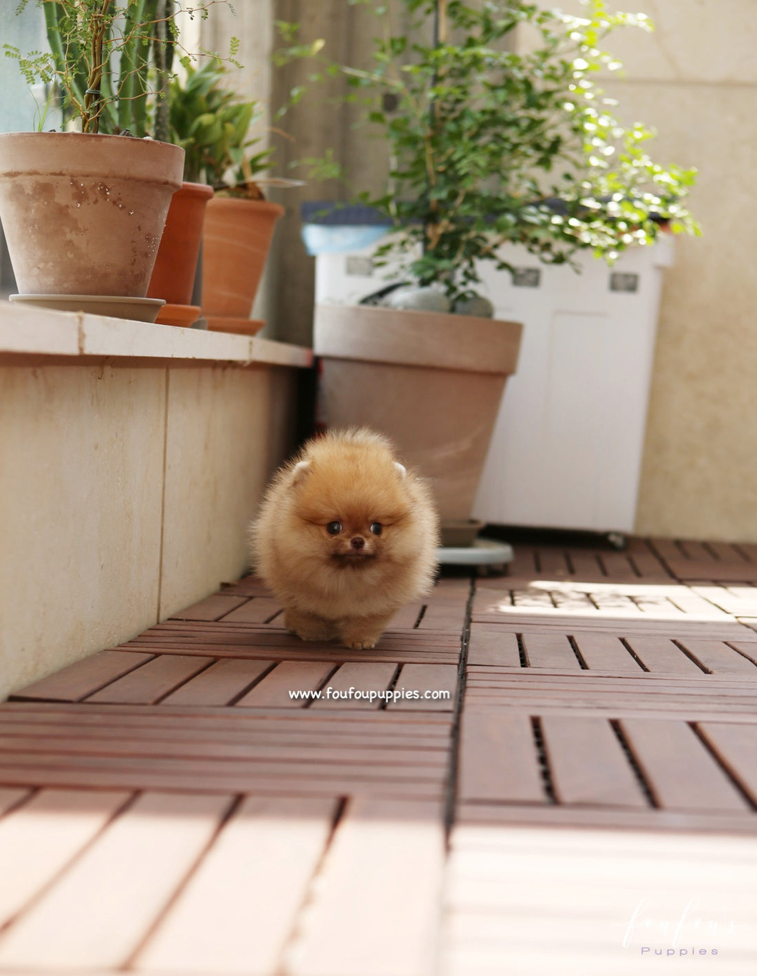 Pooh - Pomeranian M.