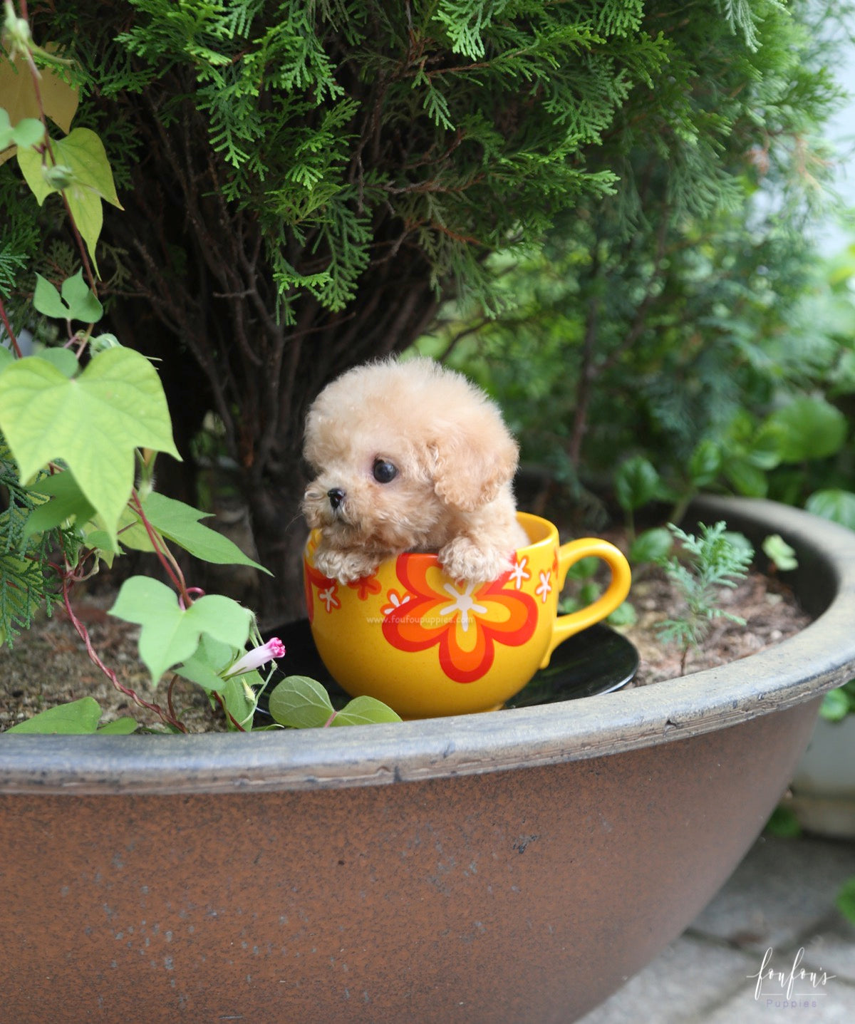 Pooh - Poodle M.