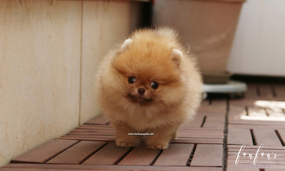 Pooh - Pomeranian M.