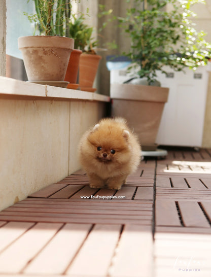 Pooh - Pomeranian M.