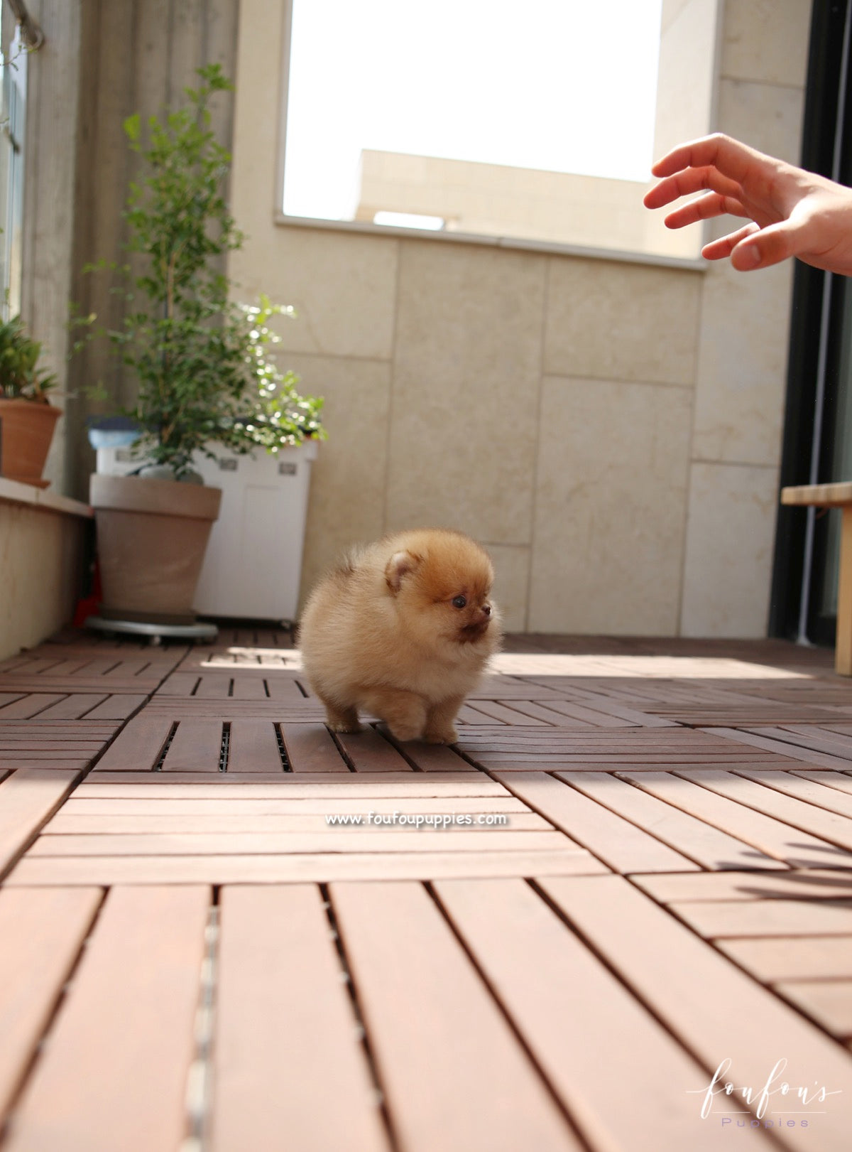 Pooh - Pomeranian M.