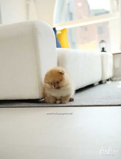 Pooh - Pomeranian M.