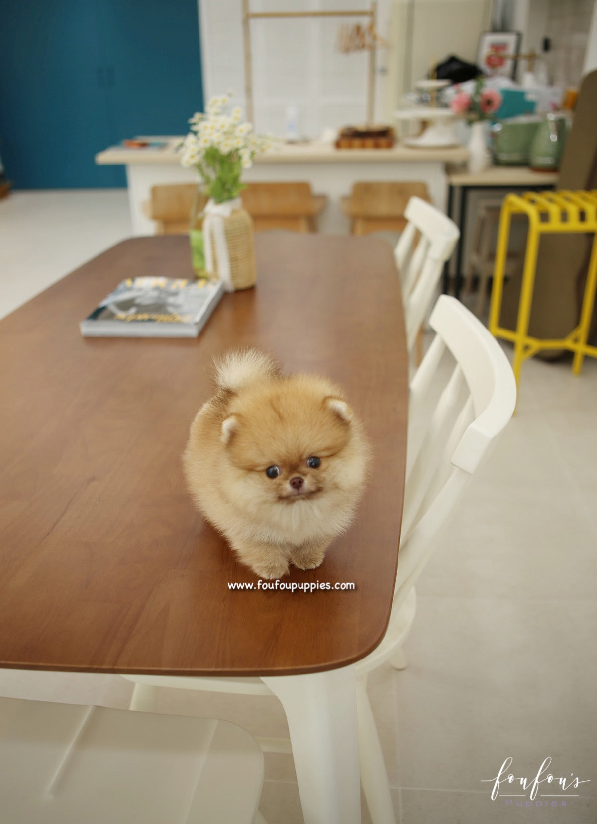 Pooh - Pomeranian M.