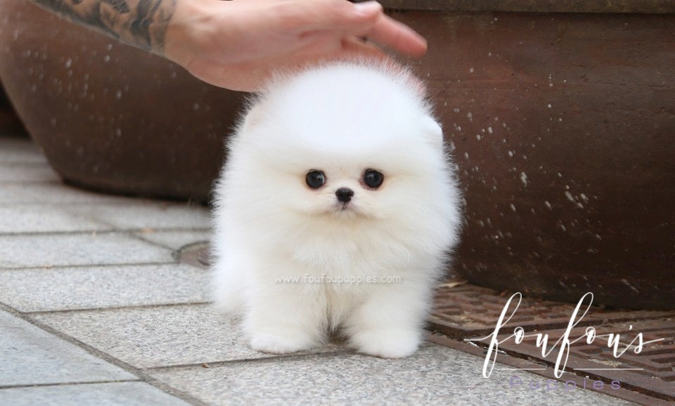 Miloni - Pomeranian M.