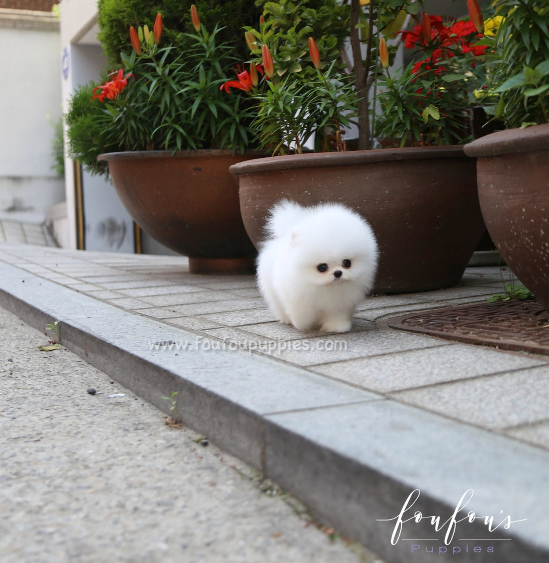 Miloni - Pomeranian M.