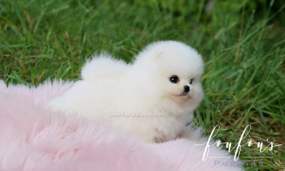 Luxe - Pomeranian M.