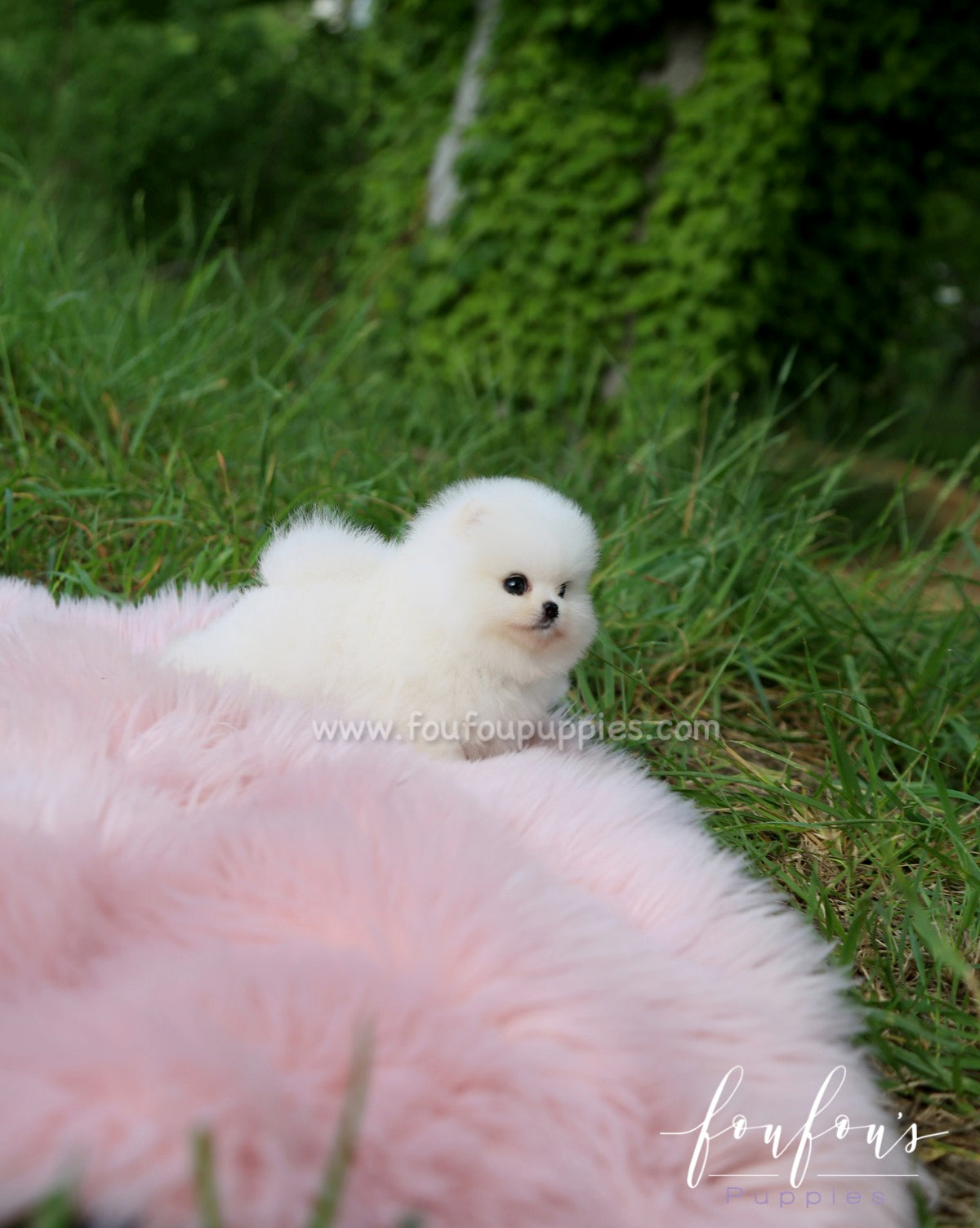 Luxe - Pomeranian M.