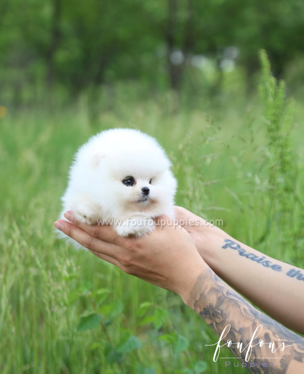 Luxe - Pomeranian M.