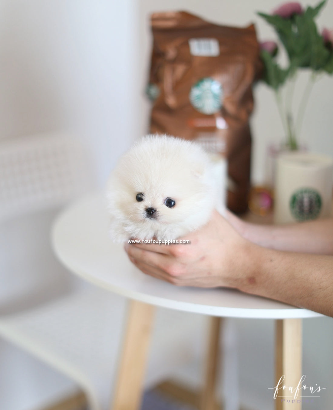 Boo - Pomeranian M.