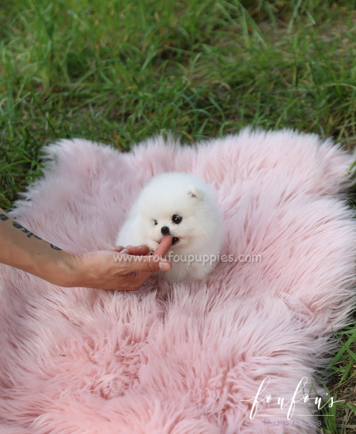 Luxe - Pomeranian M.