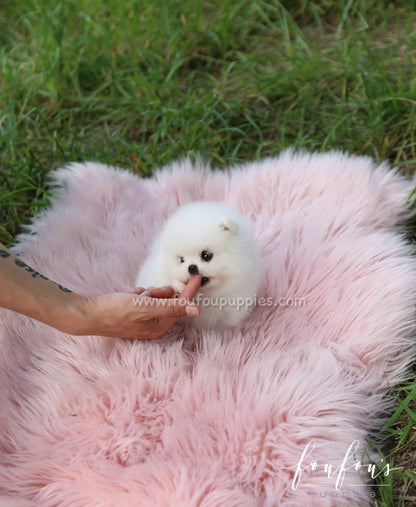 Luxe - Pomeranian M.