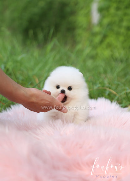 Luxe - Pomeranian M.