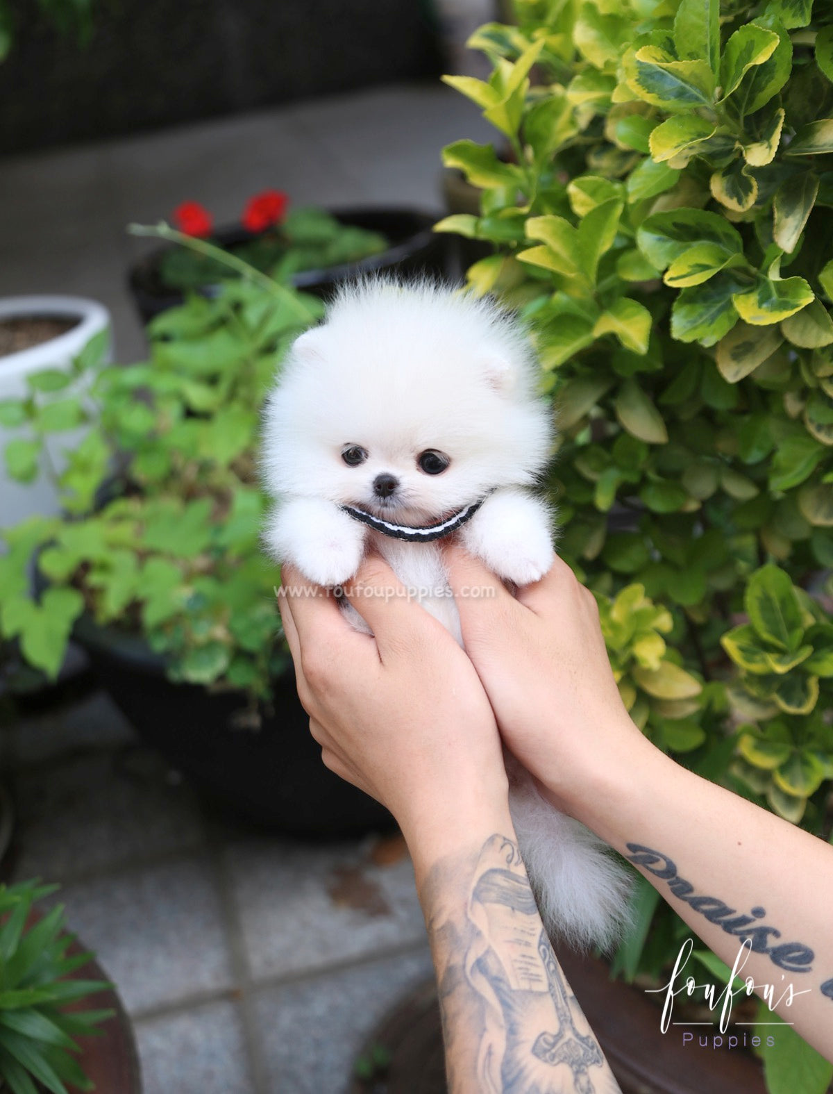 Lollipop - Pomeranian F.