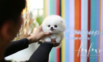 Princess - Pomeranian F.