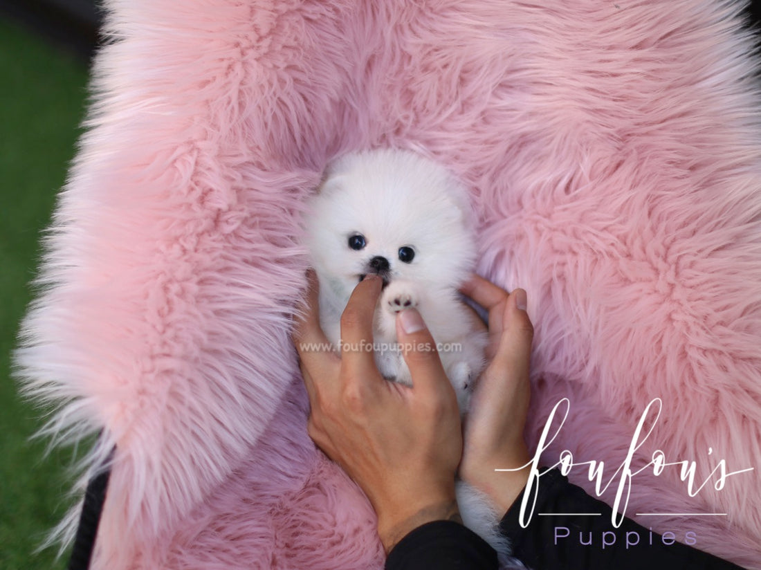 Princess - Pomeranian F.