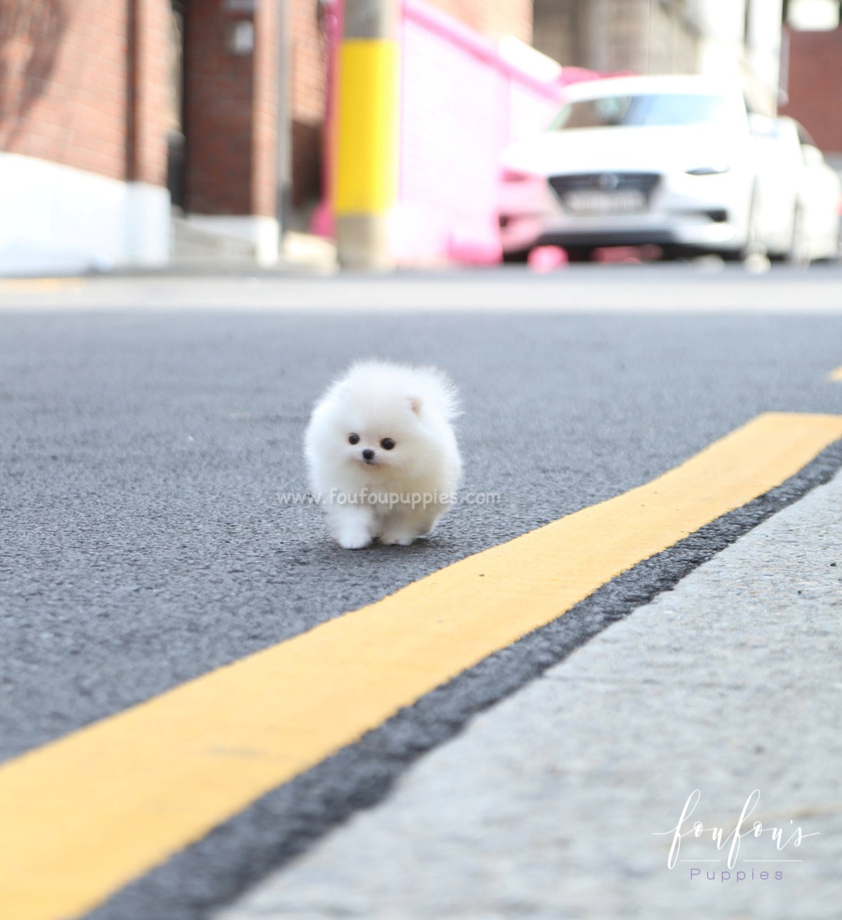 Lollipop - Pomeranian F.