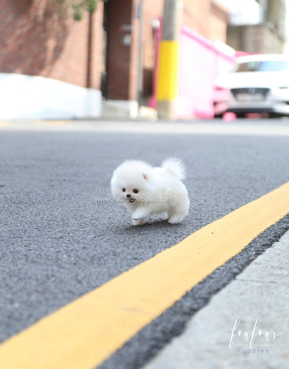 Lollipop - Pomeranian F.