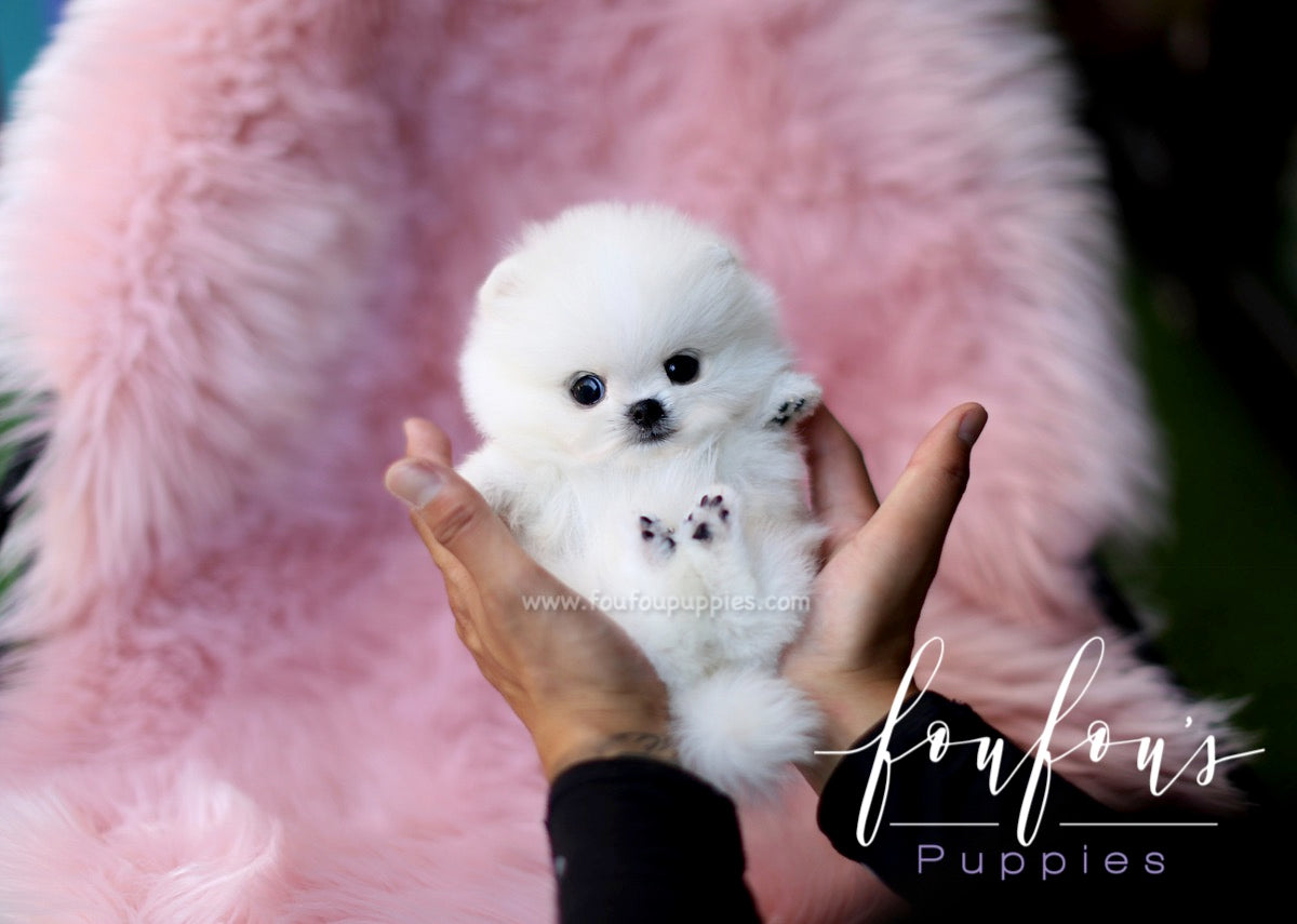 Princess - Pomeranian F.