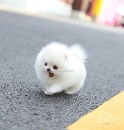 Lollipop - Pomeranian F.