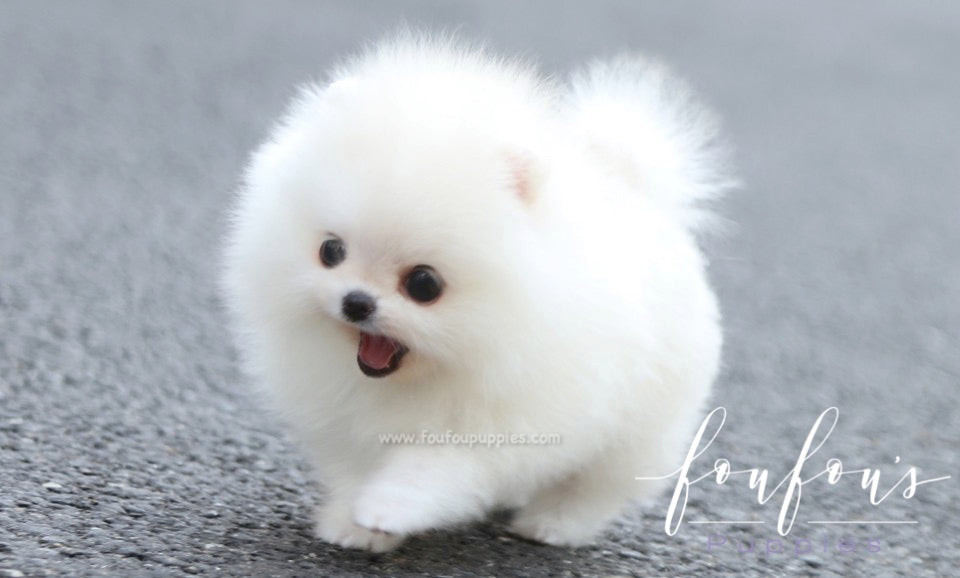 Lollipop - Pomeranian F.