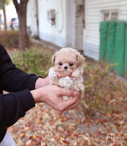 Chloé - Poodle F.