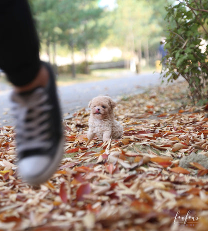 Chloé - Poodle F.