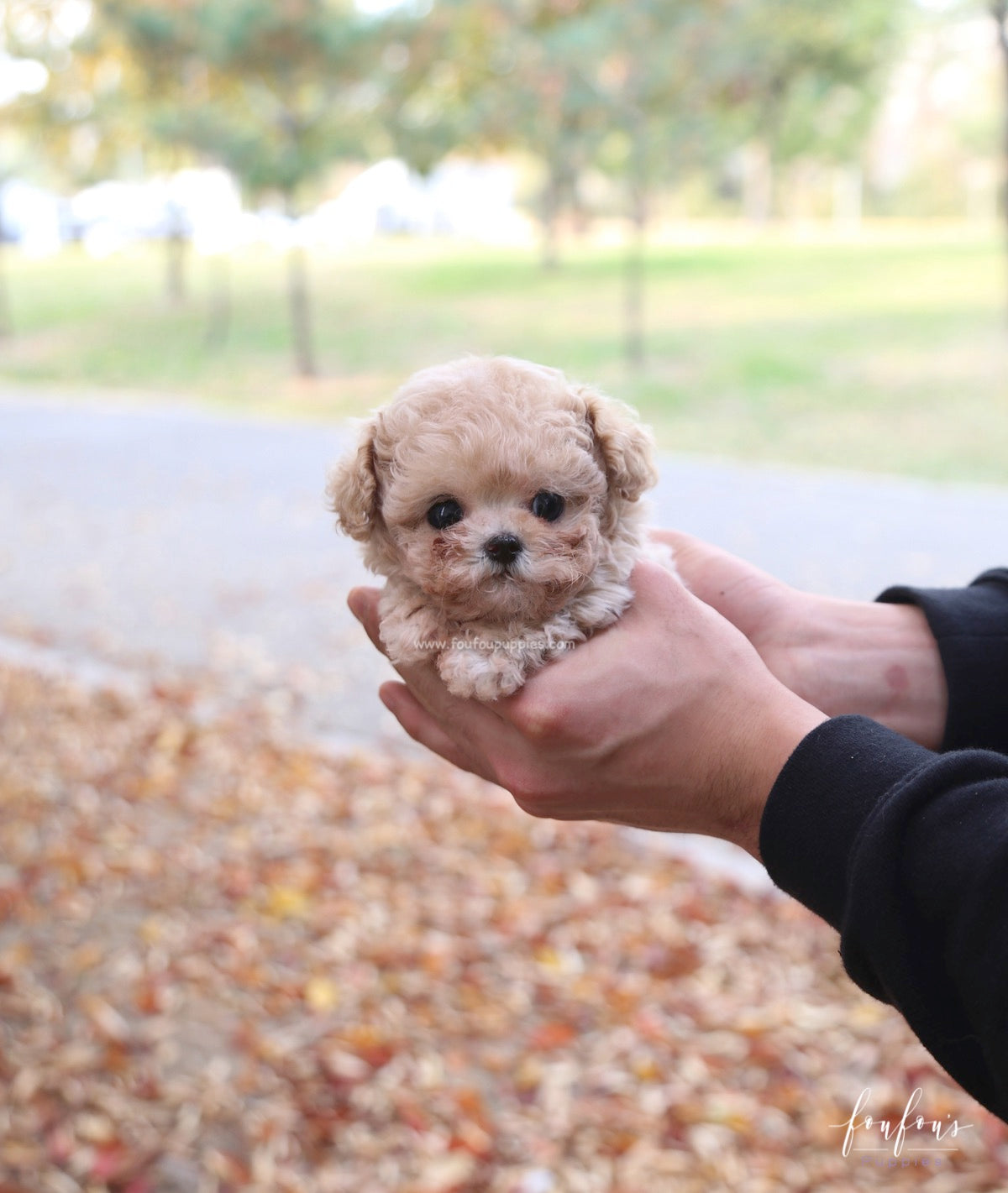 Chloé - Poodle F.