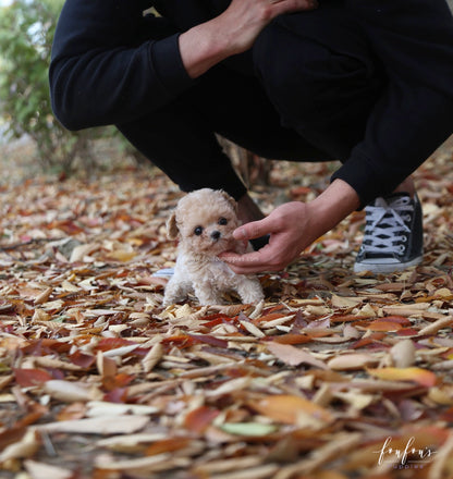 Chloé - Poodle F.