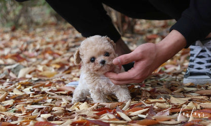 Chloé - Poodle F.