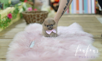 Tiara - Pomeranian F.