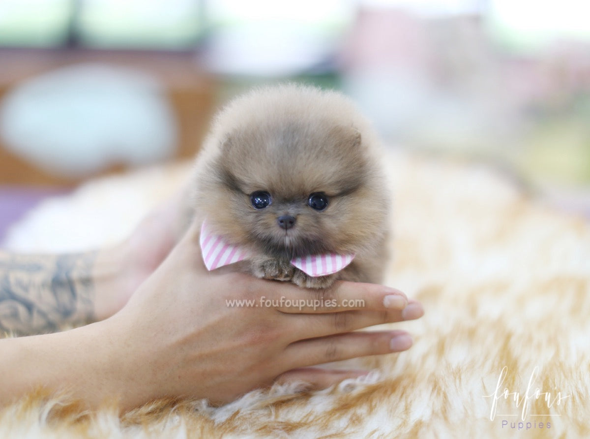 Tiara - Pomeranian F.