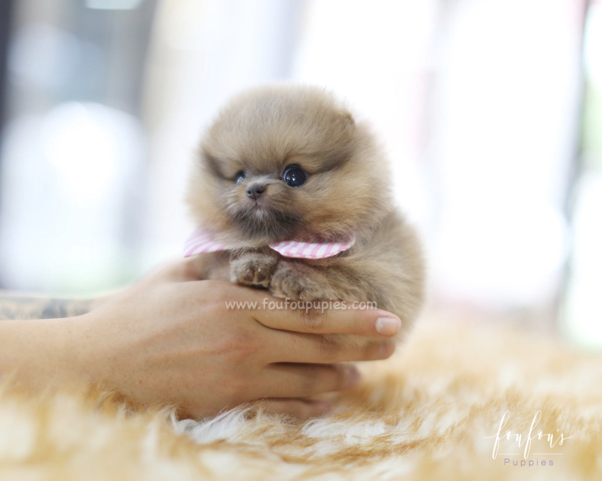 Tiara - Pomeranian F.