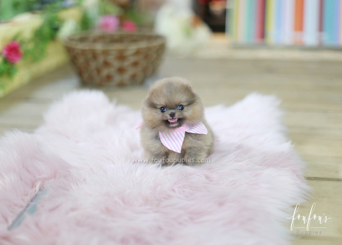 Tiara - Pomeranian F.