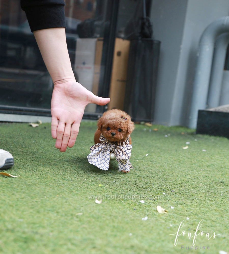 Curls - Poodle F.