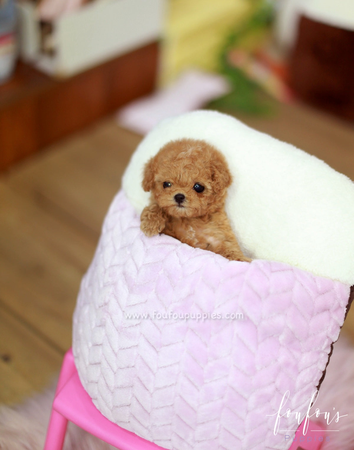 Valentina - Poodle F.