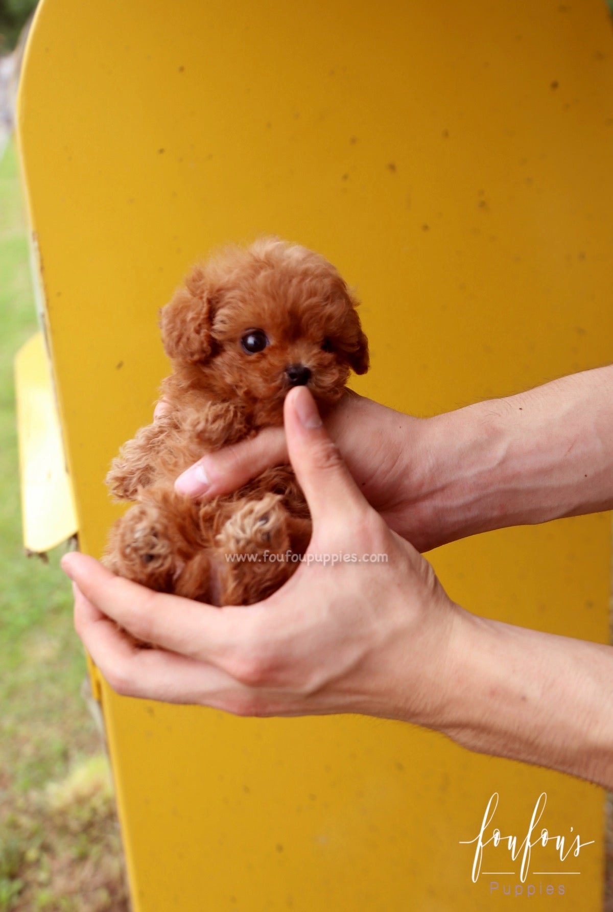 Faline - Poodle F.