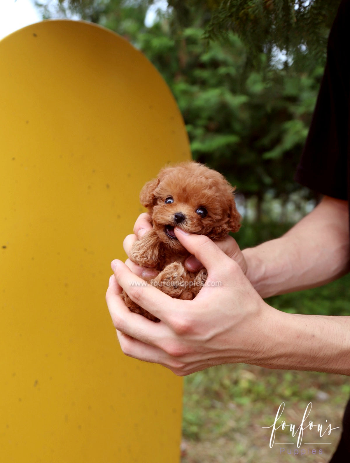 Faline - Poodle F.