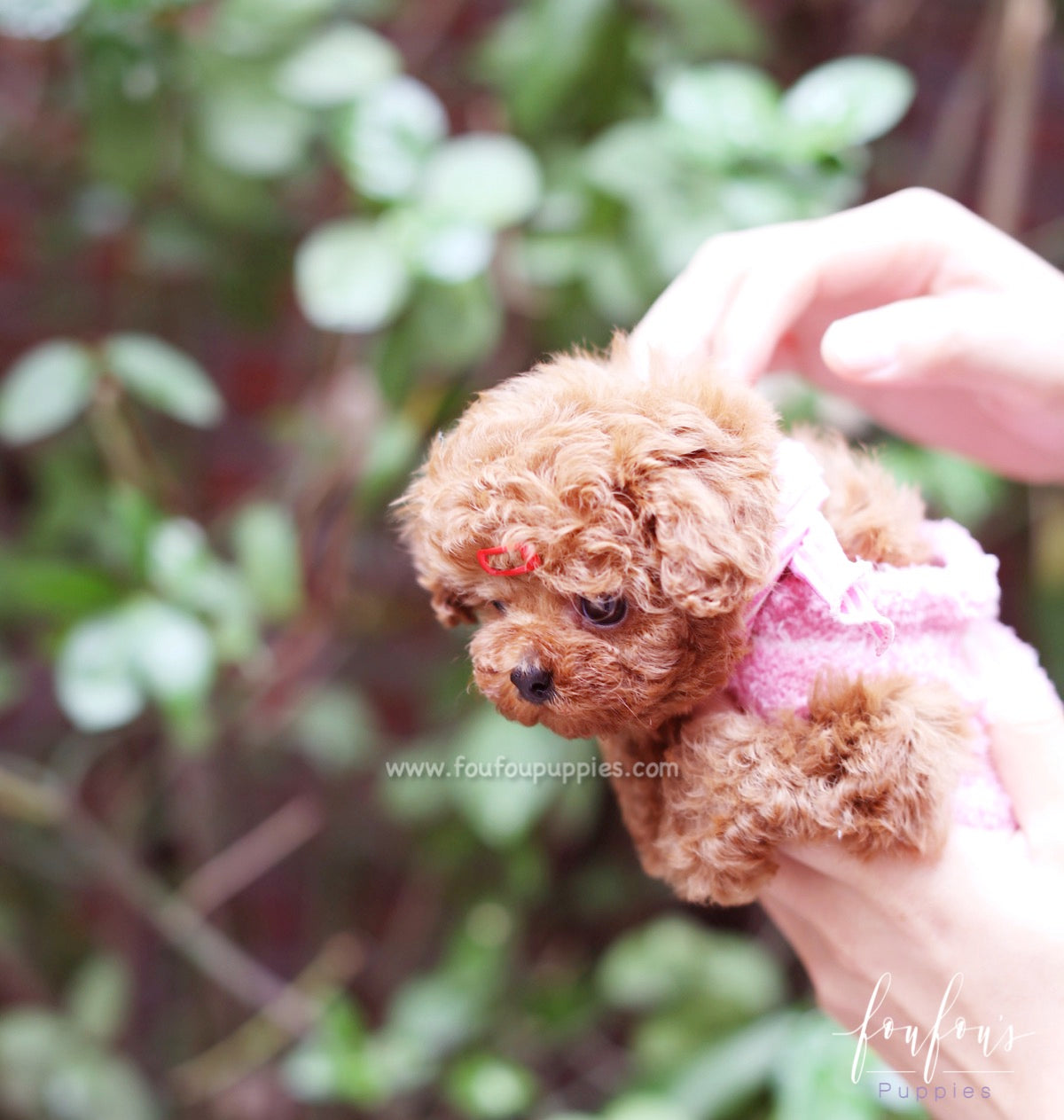 Valentina - Poodle F.