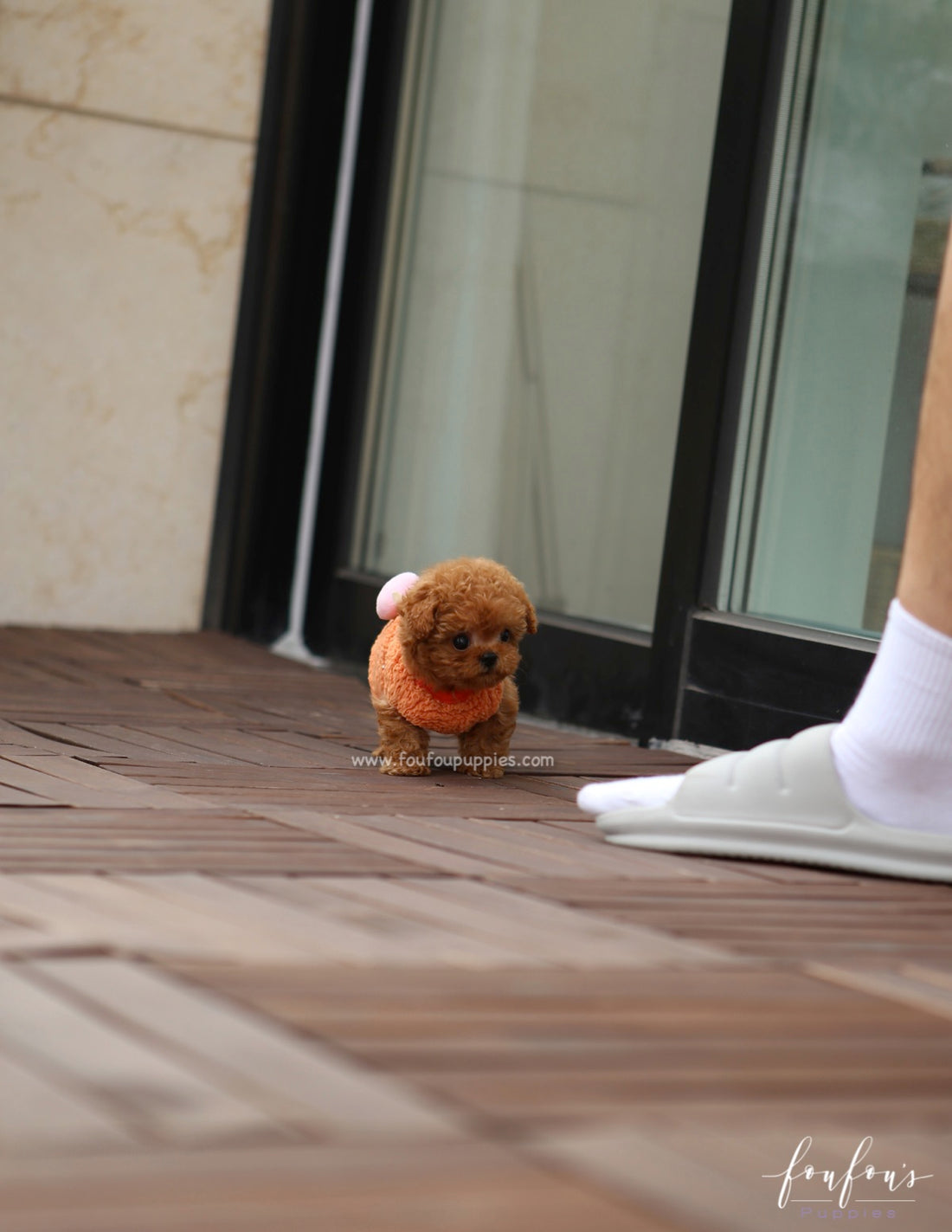 Ginger - Poodle F.