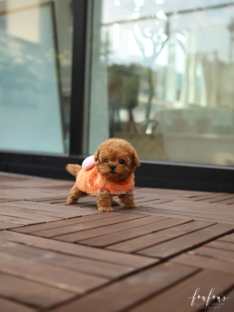 Ginger - Poodle F.