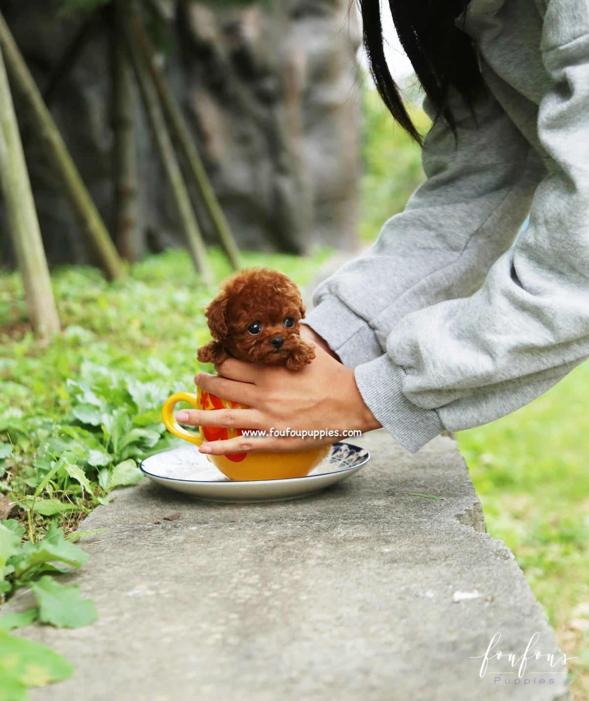 Rouge - Poodle F.